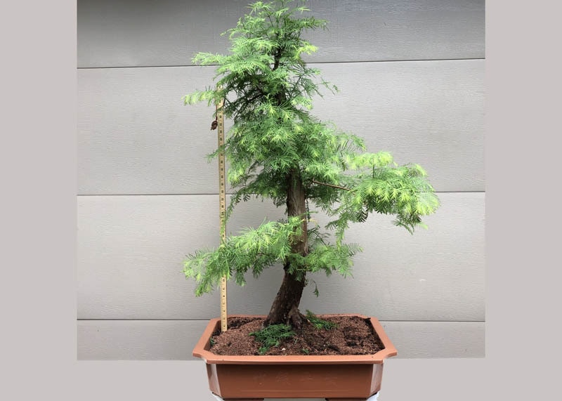 Sequoia, or metasequoia bonsai