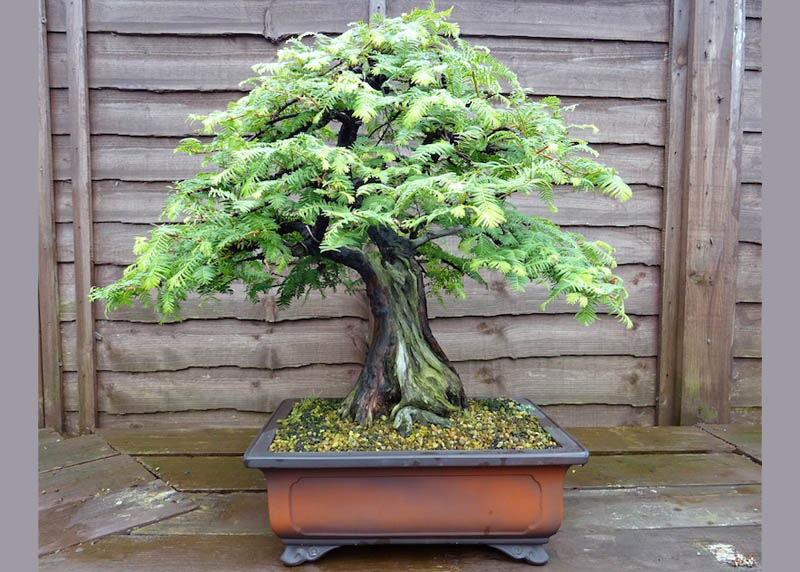 Dawn redwood bonsai tree