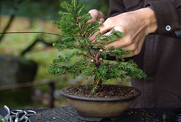 DIY Picea bonsai kit