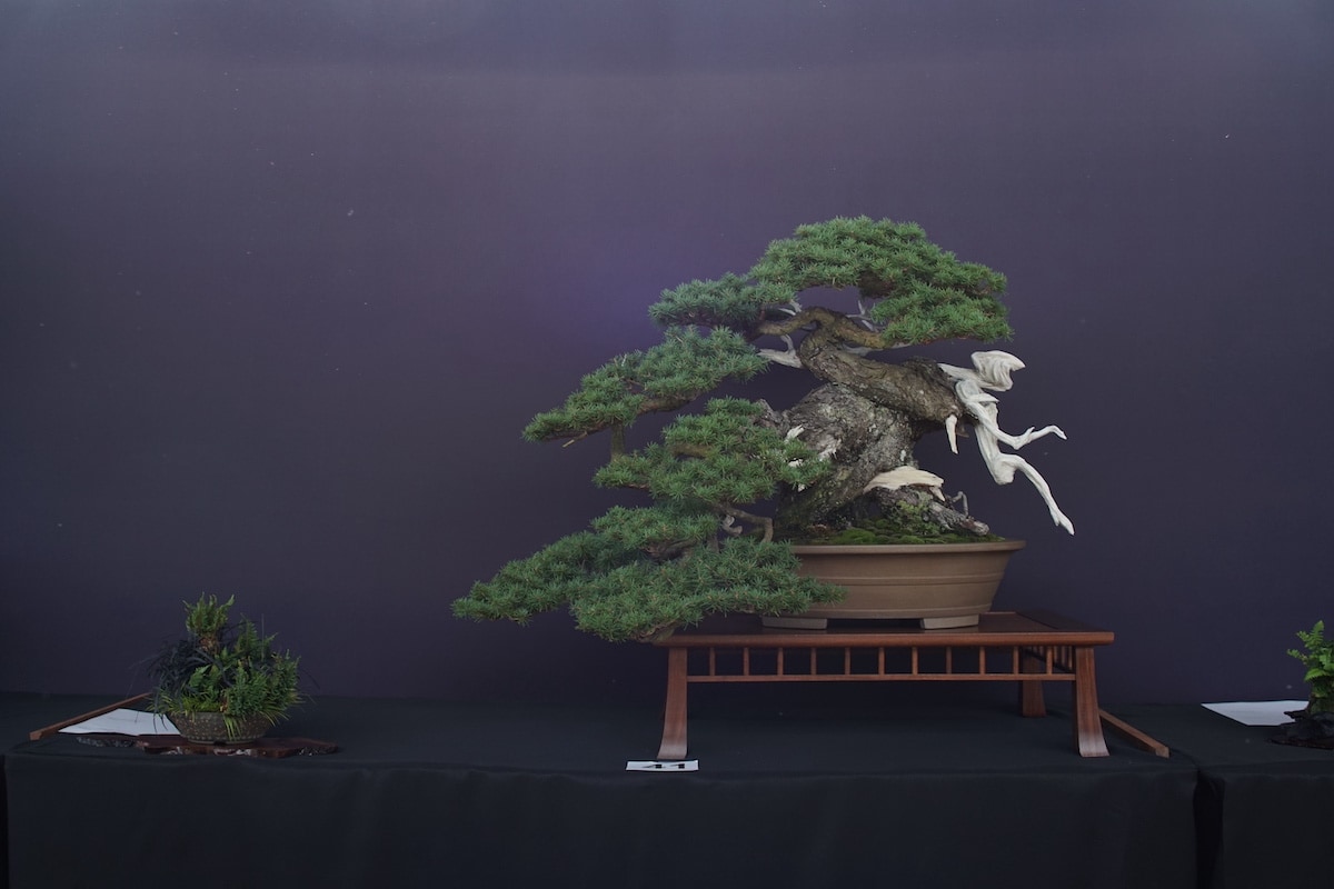Pacific Bonsai Exhibition 2022