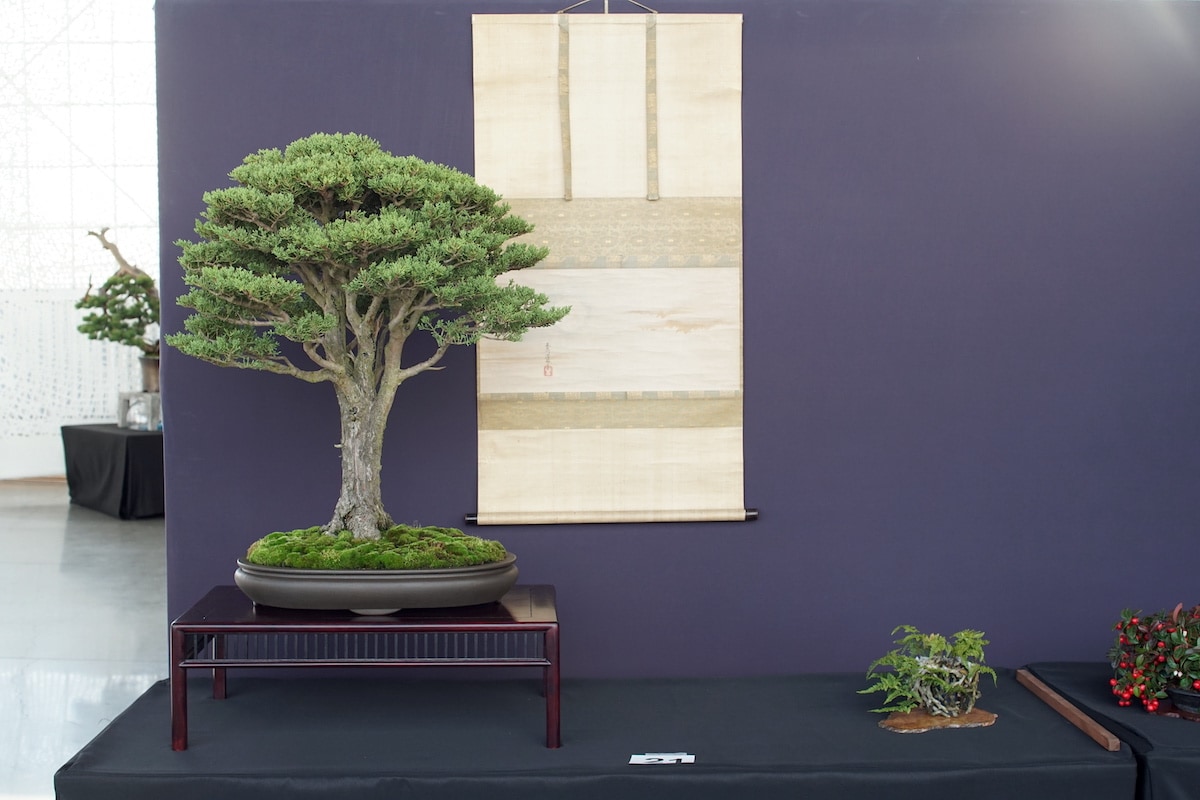 Pacific Bonsai Exhibition 2022