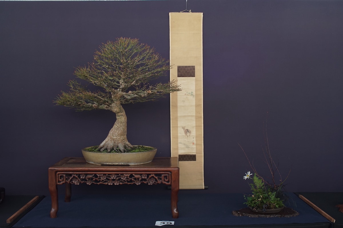 Pacific Bonsai Exhibition 2022