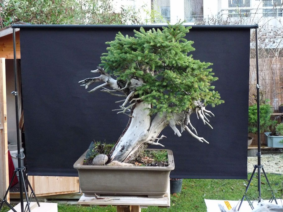 European Spruce