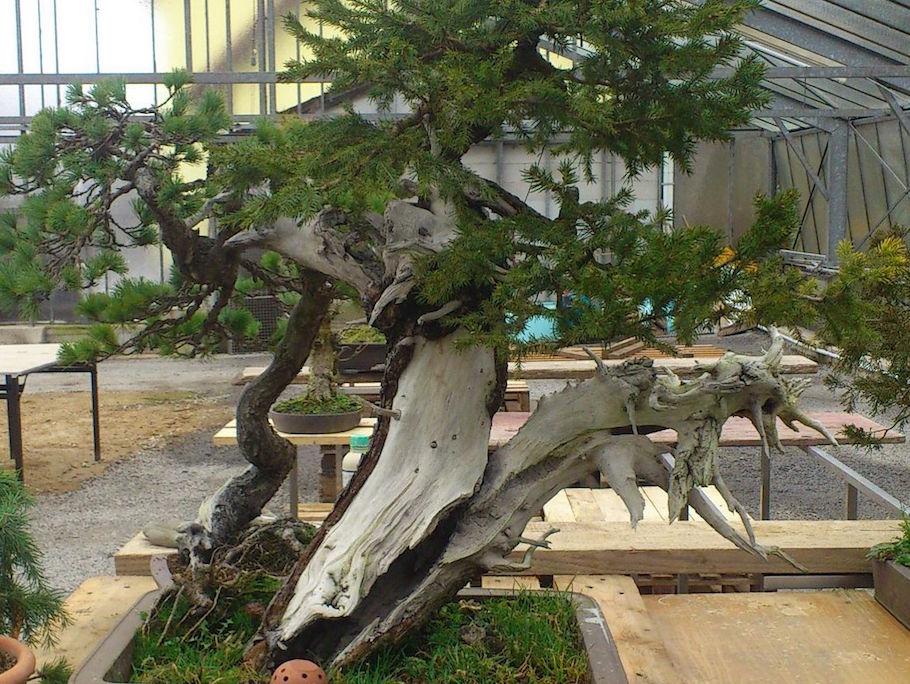 European Spruce
