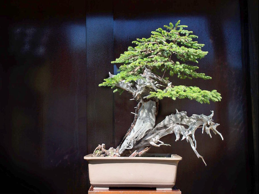 European Spruce