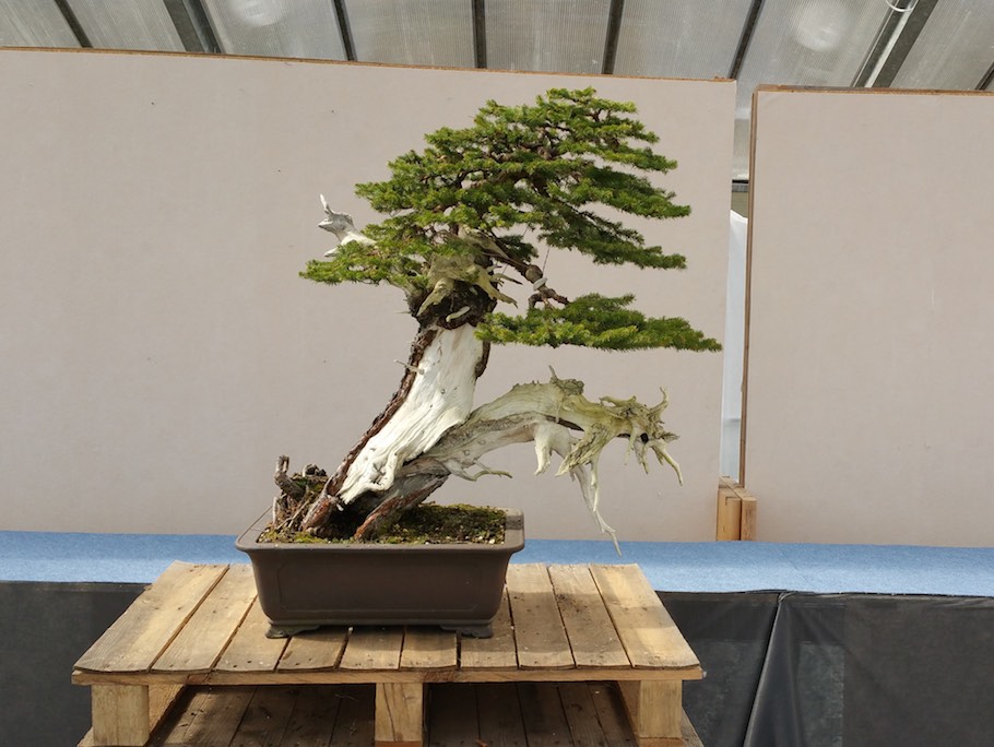 European Spruce