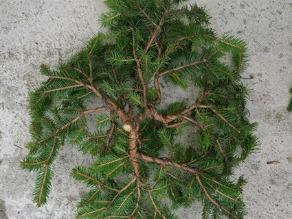Spruce