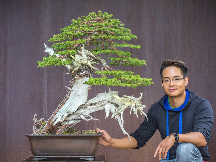 European Spruce