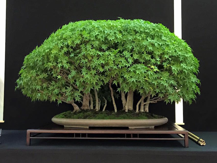 Forest bonsai Enzo Ferrari