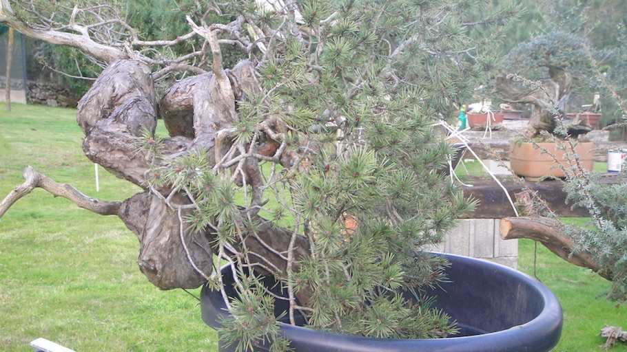 Bonsai san show