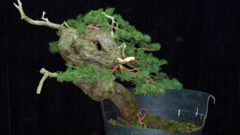 Bonsai san show