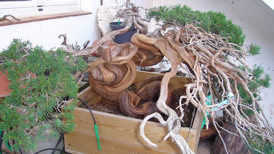 Bonsai san show