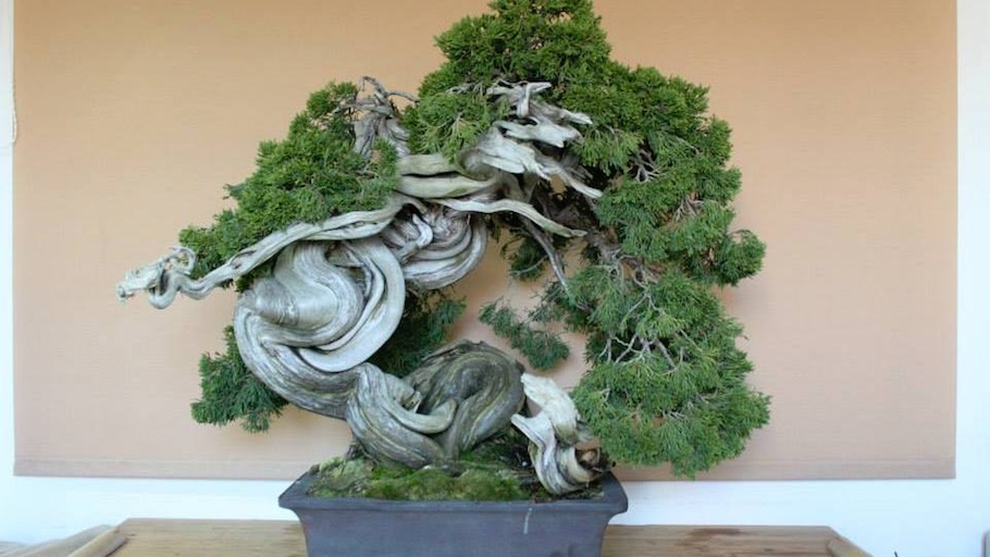 Bonsai san show