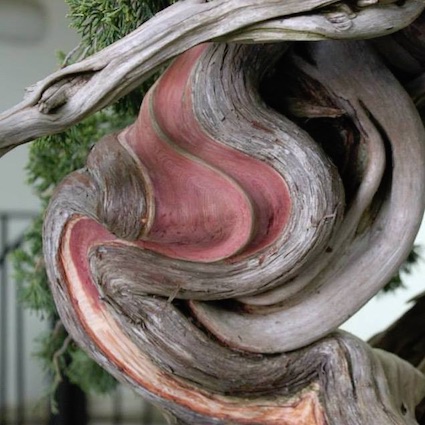 Liquid Bonsai fertilizer