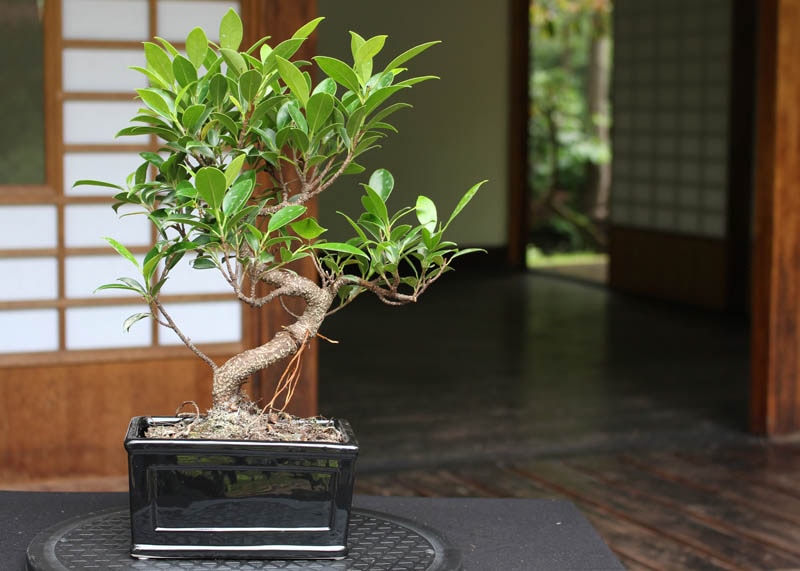 Ficus bonsai tree