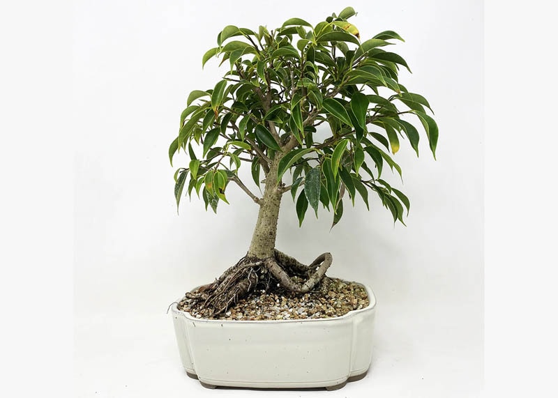 Willow leaf Ficus bonsai