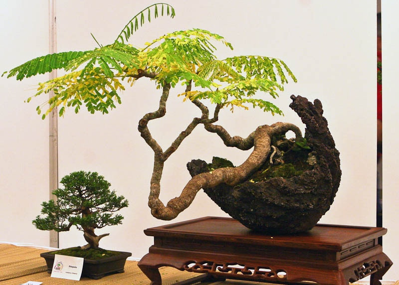 Flamboyant bonsai tree