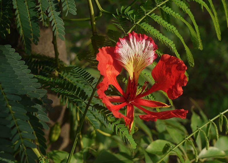 Leaves of the Flamboyant