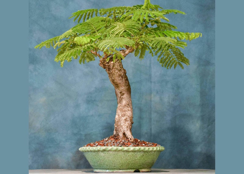 Delonix regia, or flame tree bonsai