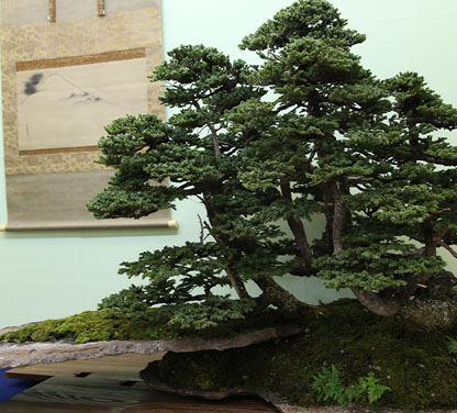 Bonsai for sale