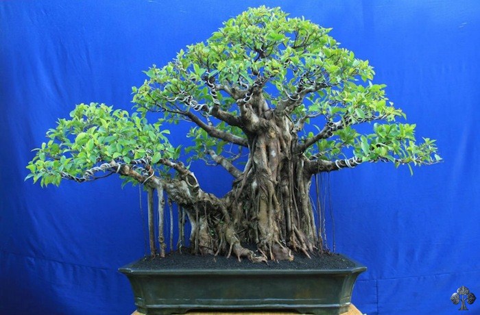 Gede Merta Bonsai ficus