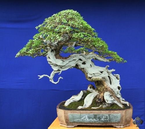 Pemphis Bonsai