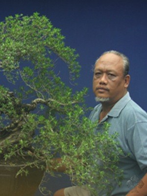 Gedemerta Bonsai Bali