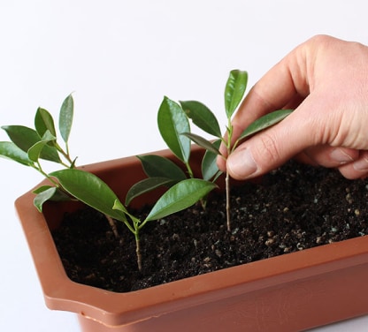 Tree cultivation