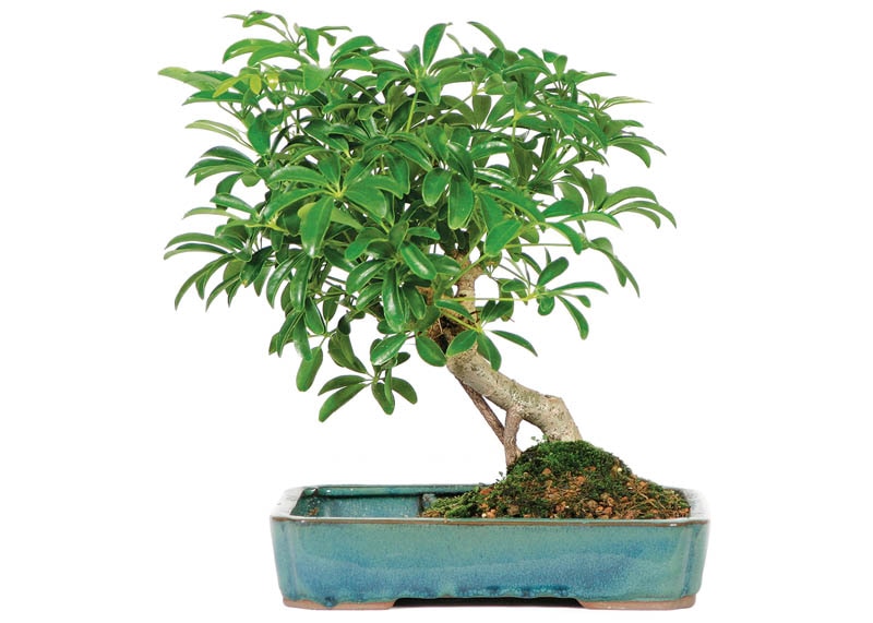 Hawaiian umbrella bonsai tree