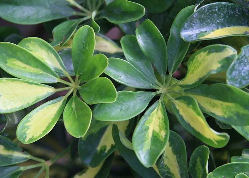 Leaves of the Hawaiian umbrella