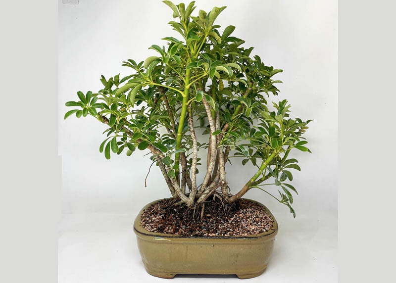 Schefflera bonsai
