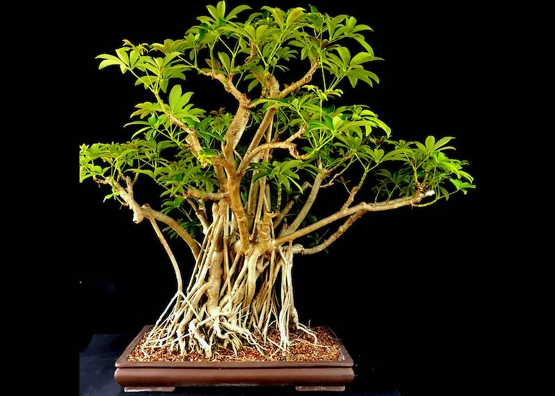 Hawaiian umbrella forest bonsai