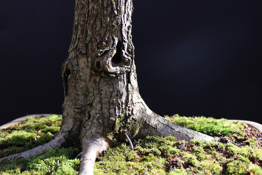 Hawthorn Bonsai by Harry Harrington