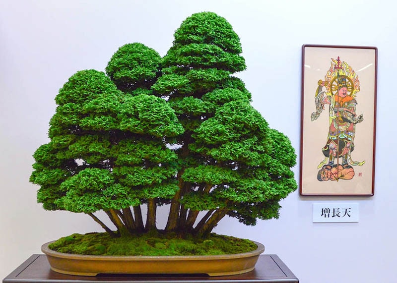 Hinoki bonsai tree