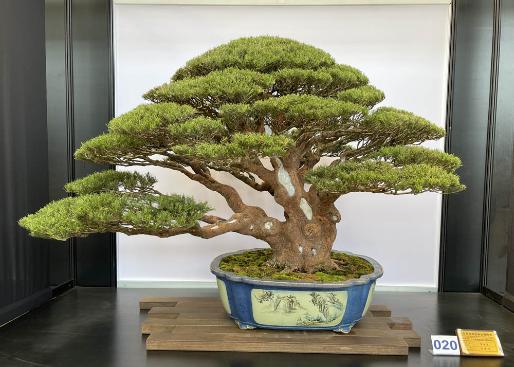 Hwa Fong Bonsai Exhibition, Taiwan 2022