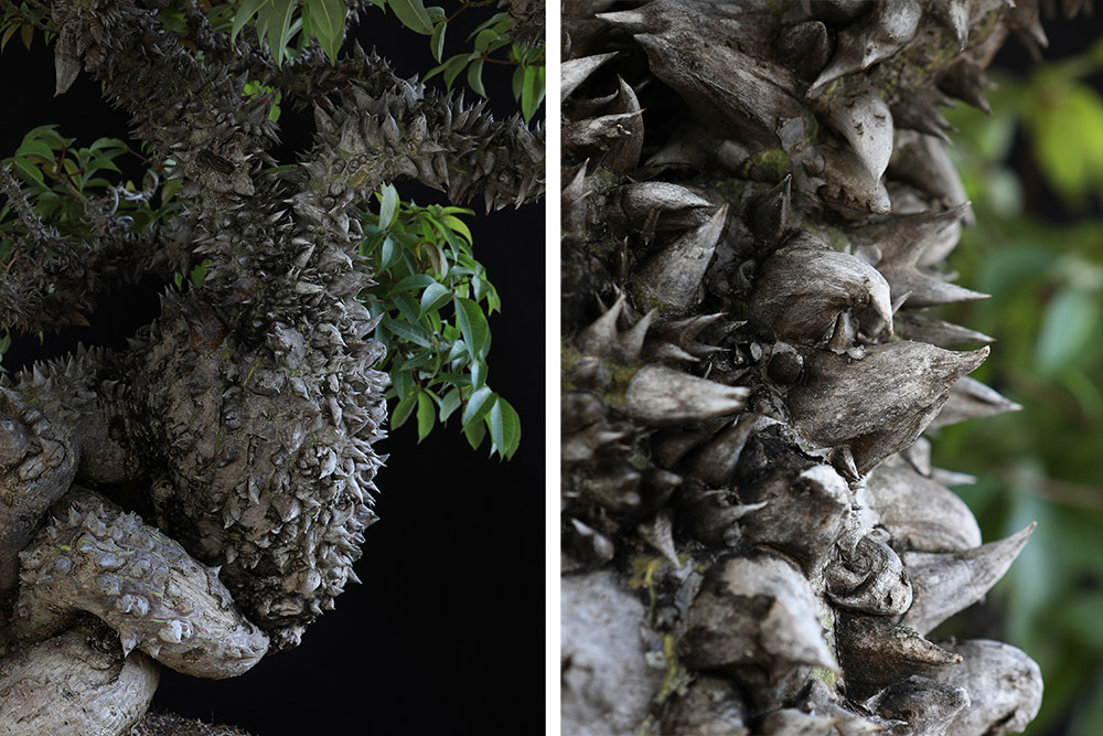 Designing the bonsai
