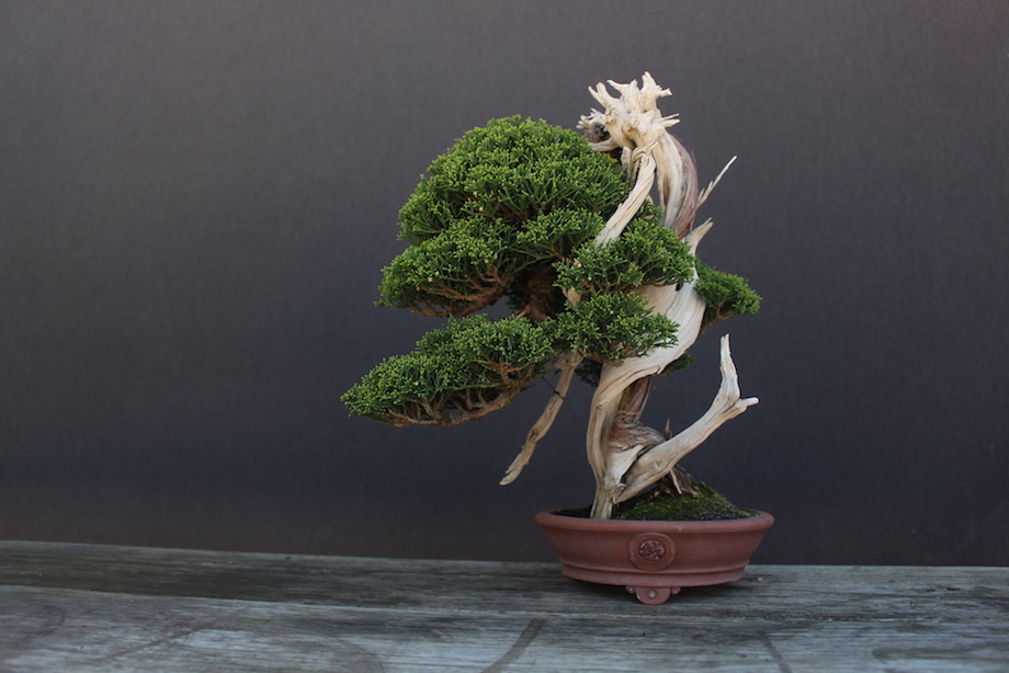 Luis Vallejo Bonsai collection
