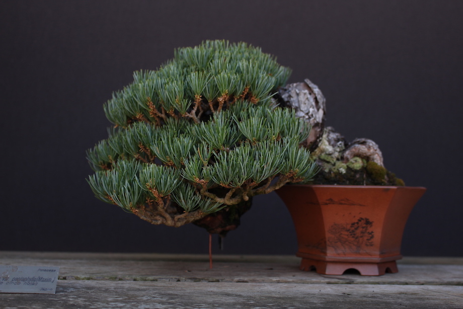 Luis Vallejo Bonsai collection