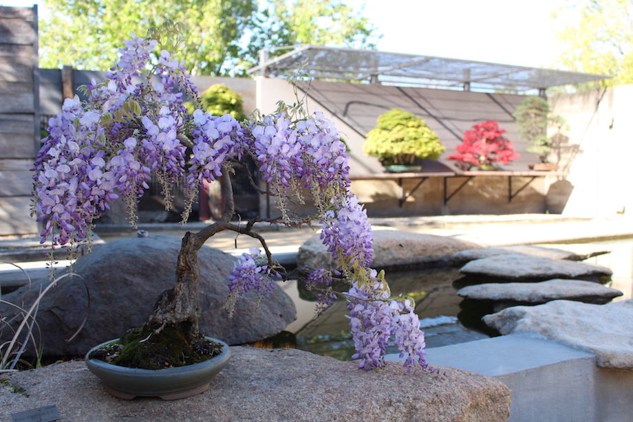 Luis Vallejo Bonsai collection