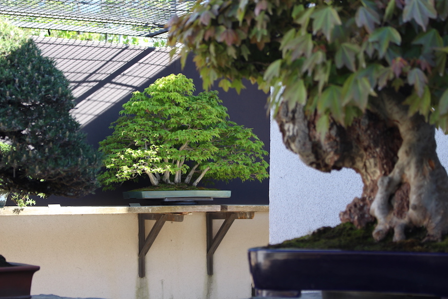 Luis Vallejo Bonsai collection