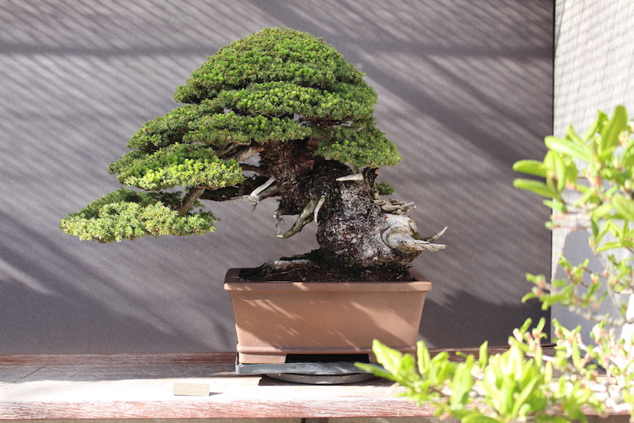 Luis Vallejo Bonsai collection
