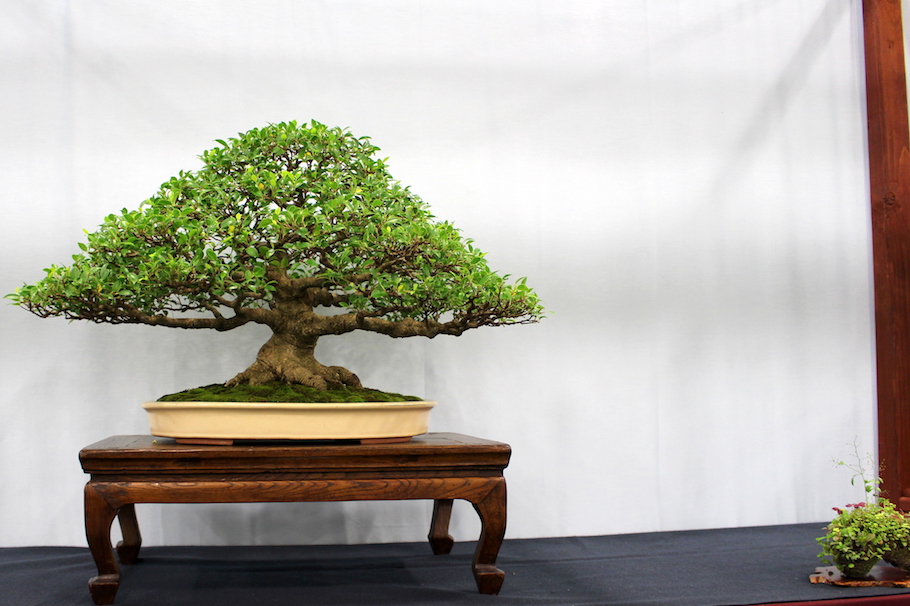 Tiger Bark Fig
