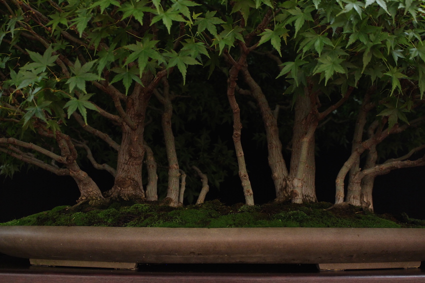 European Bonsai San exhibit
