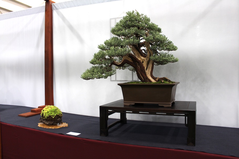 US National Bonsai Exhibition 2018
