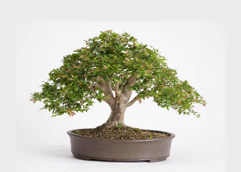 Jabuticaba bonsai tree