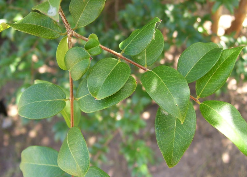 Leaves of the Jabuticaba