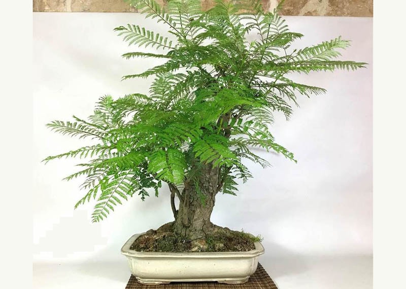 Jacaranda bonsai tree