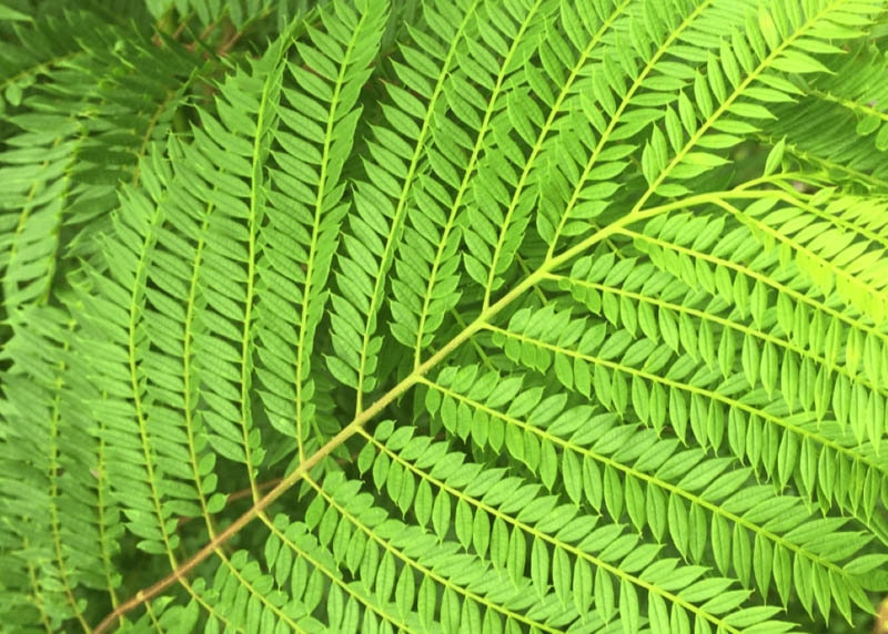Leaves of the Jacaranda