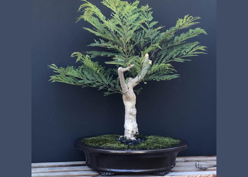 Jacaranda bonsai
