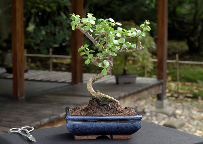 Jade bonsai tree